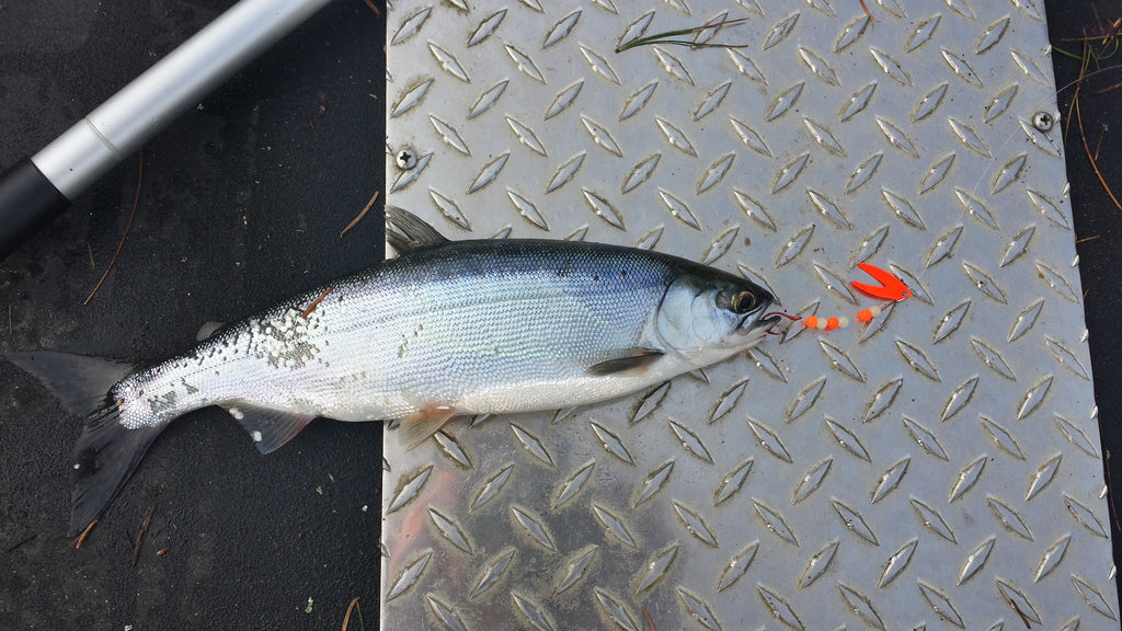 Holy Moly Weekly Report April 4th 2016: Lake Stevens Early Kokanee