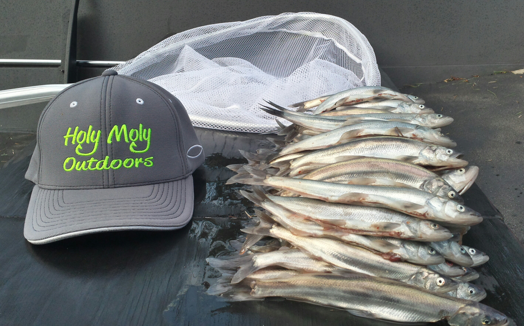 Holy Moly Report Feb 8th 2016