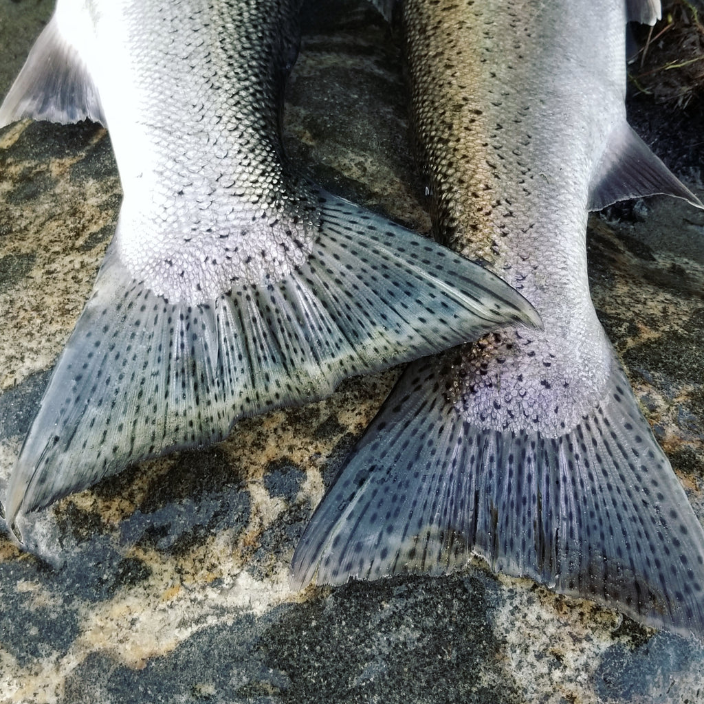 Holy Moly Weekly Report July 5th 2018