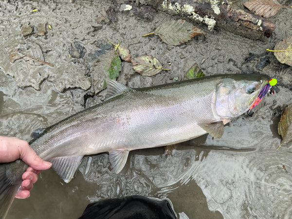 B-Run Coho Grab Bag