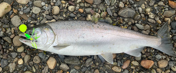 Fish Bone Squid Spinners