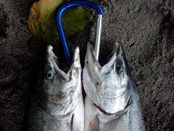Beach Slayer Coho Kit